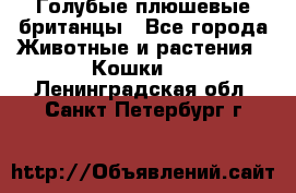 Голубые плюшевые британцы - Все города Животные и растения » Кошки   . Ленинградская обл.,Санкт-Петербург г.